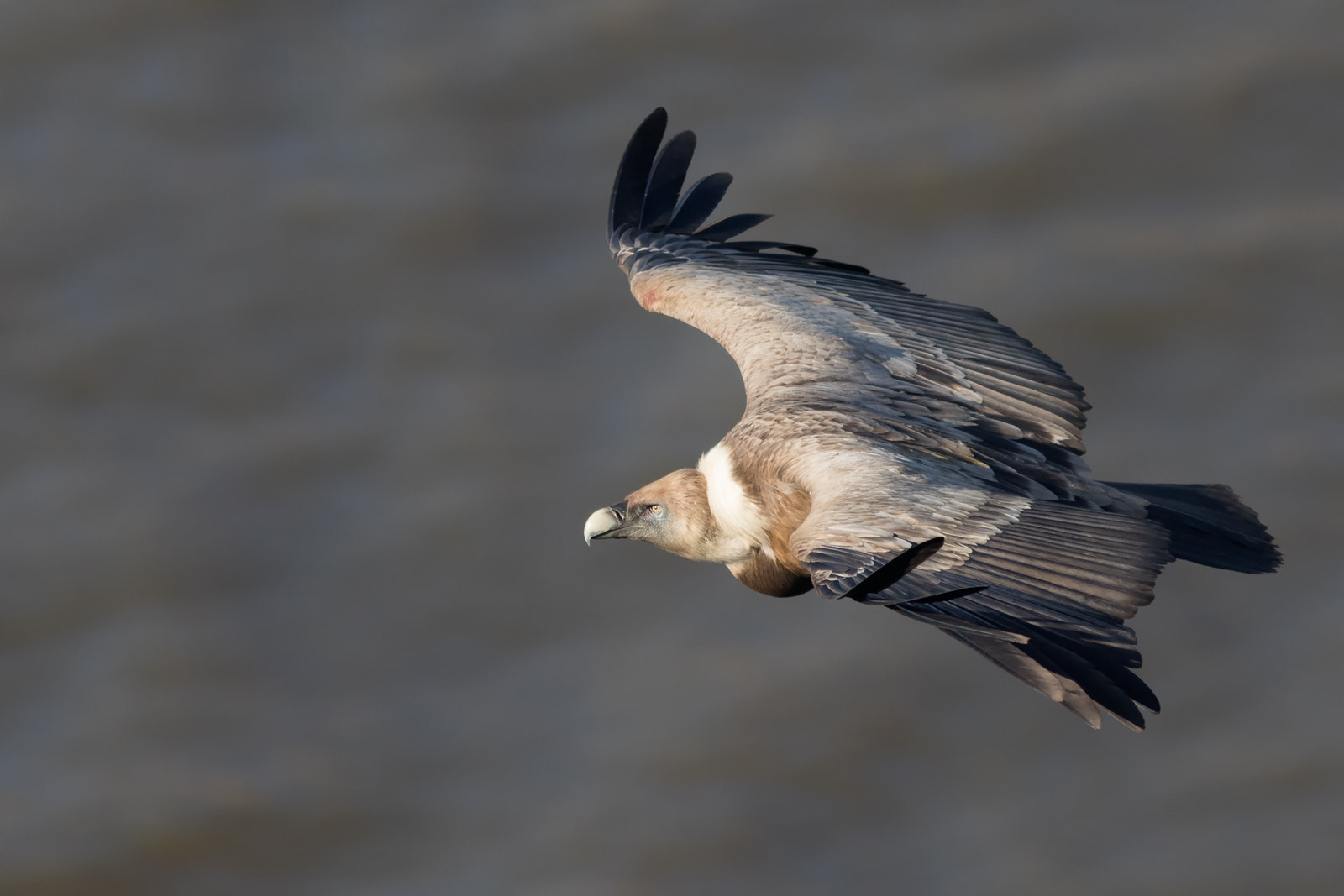 Canon EF 300mm F4L IS USM sample photo. Leonado photography