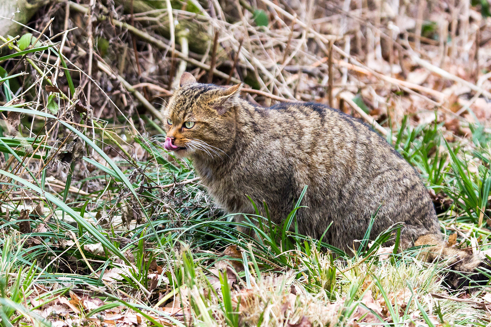 Canon EOS 60D + Tamron SP 150-600mm F5-6.3 Di VC USD sample photo. After a delicious snack ... european wildcat photography