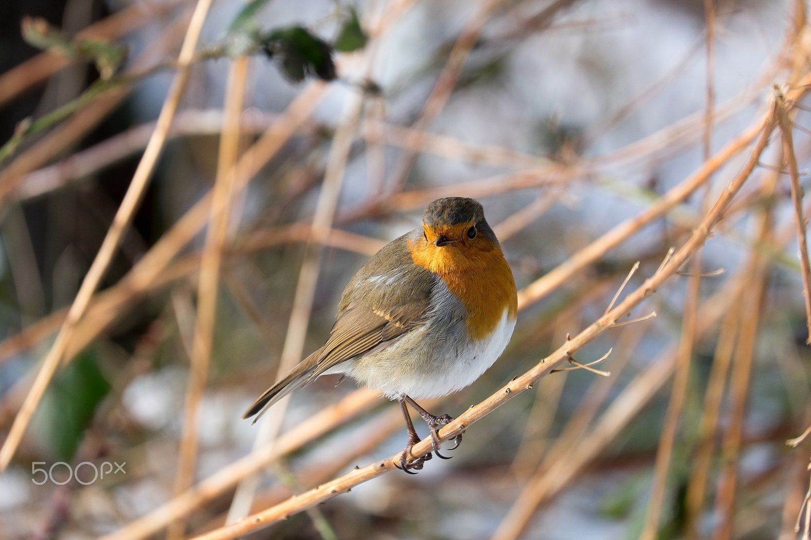 Fujifilm X-E2 + Fujifilm XC 50-230mm F4.5-6.7 OIS sample photo. Robin photography