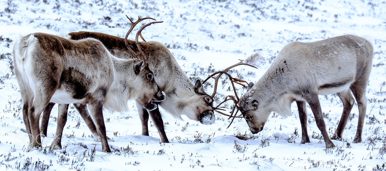 Fujifilm X-E2 + Fujifilm XC 50-230mm F4.5-6.7 OIS sample photo. Reindeer on cairn gorm photography