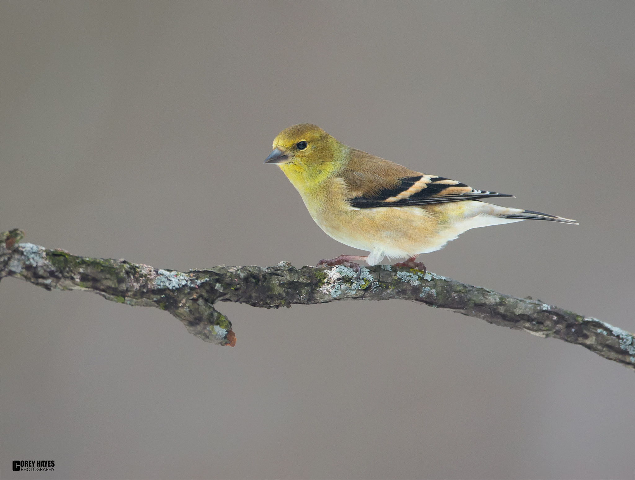 Canon EF 500mm F4L IS USM sample photo. Goldfinch photography