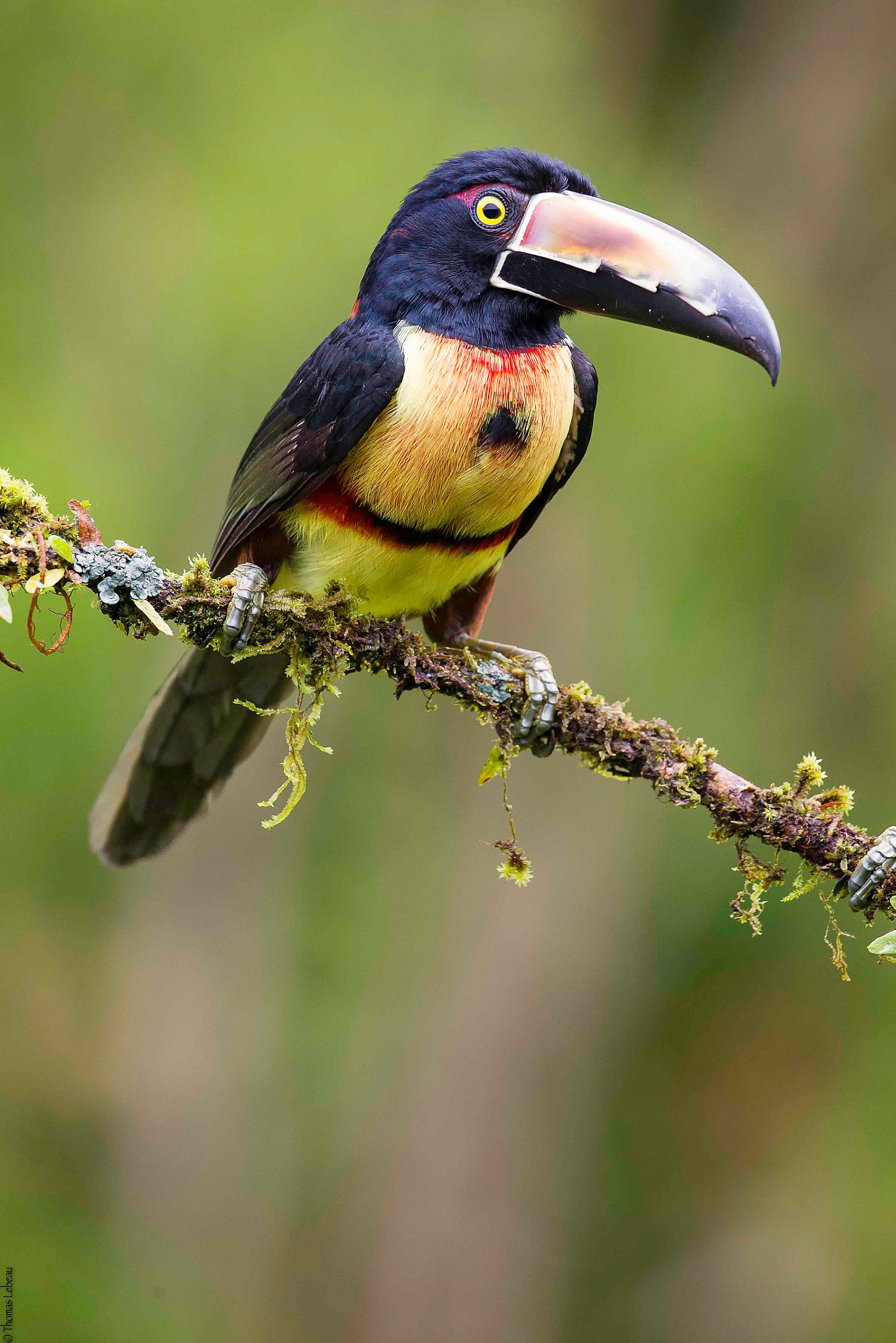 Canon EOS-1D Mark IV sample photo. Collared aracari photography