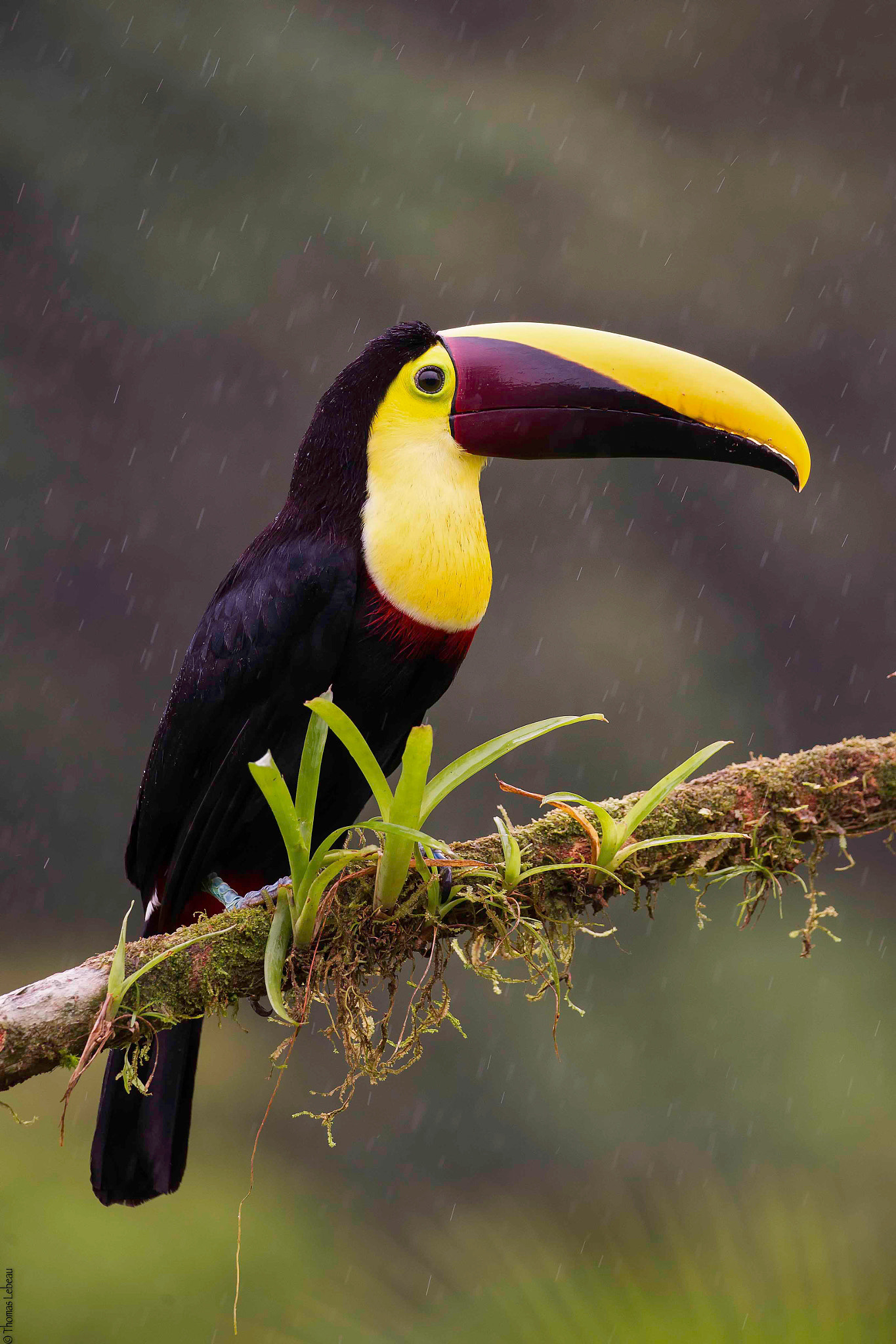 Canon EOS-1D Mark IV sample photo. Black-mandibled toucan photography