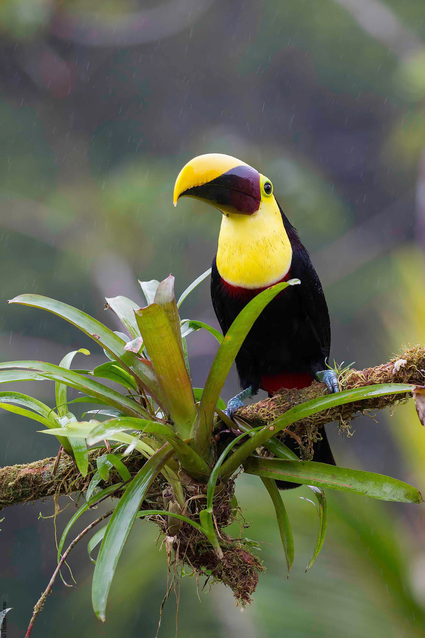 Canon EOS-1D Mark IV sample photo. Black-mandibled toucan photography