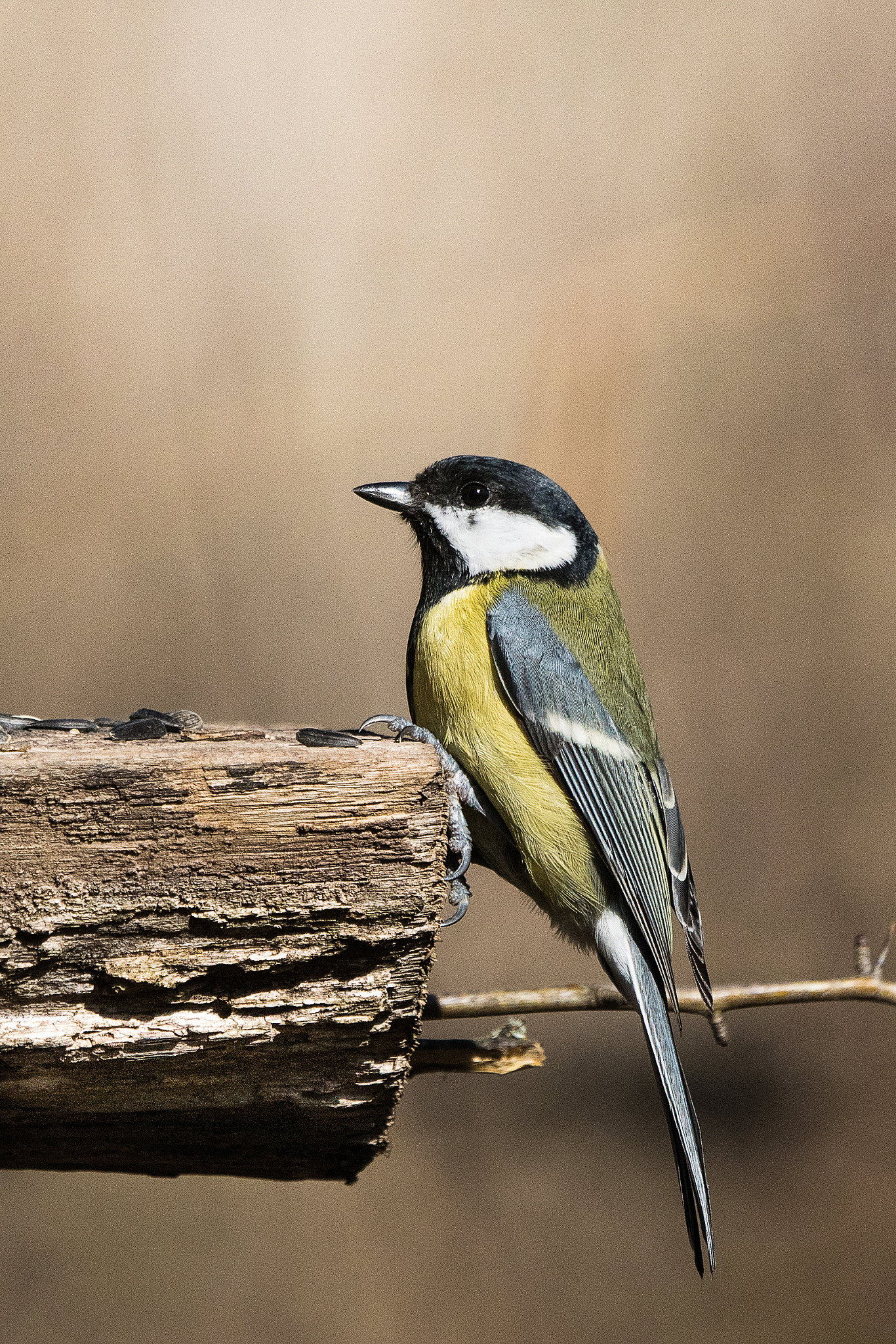 Sony 70-400mm F4-5.6 G SSM II sample photo. Parus major photography