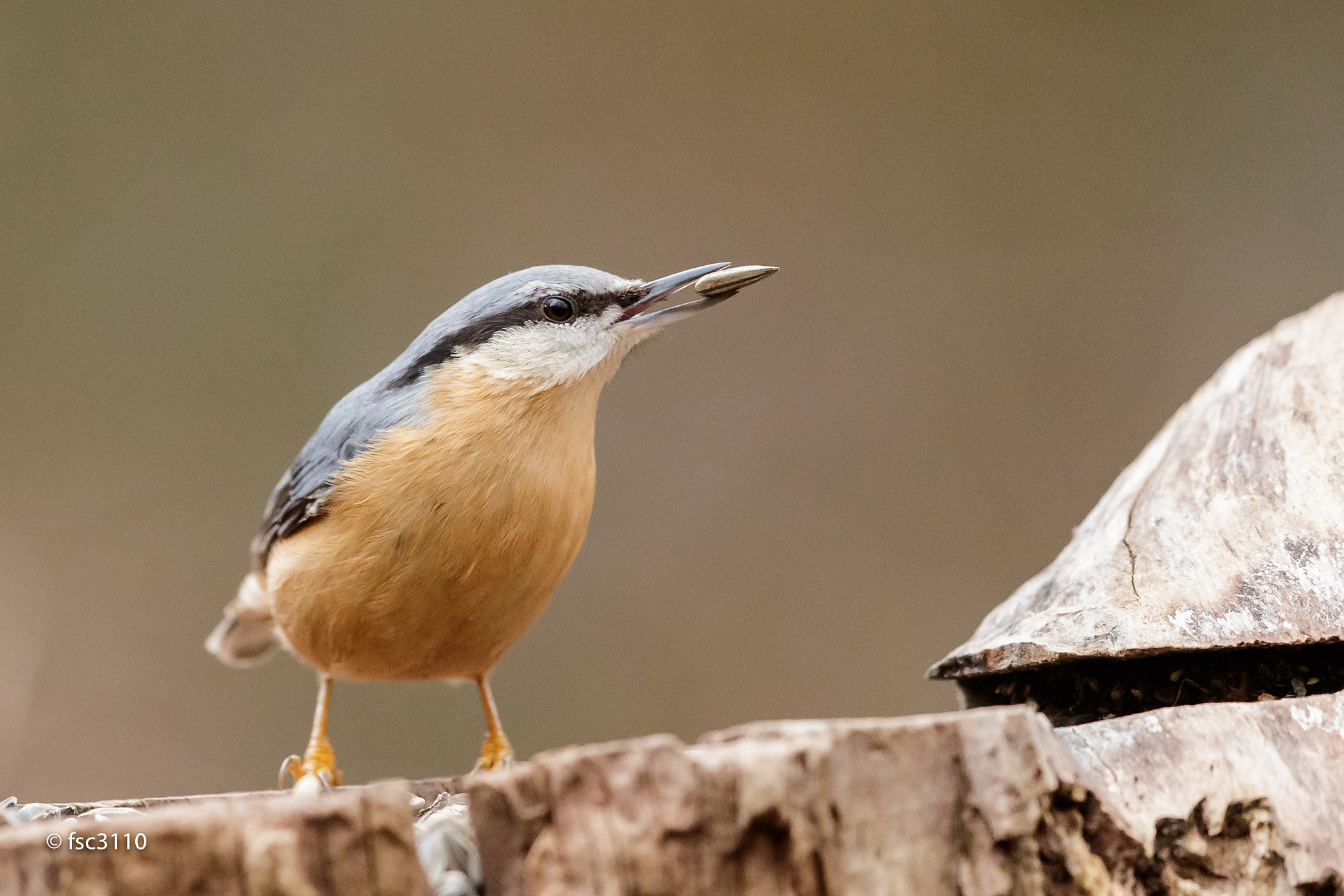 Canon EF 500mm F4L IS II USM sample photo. Eurasian nuthatch photography