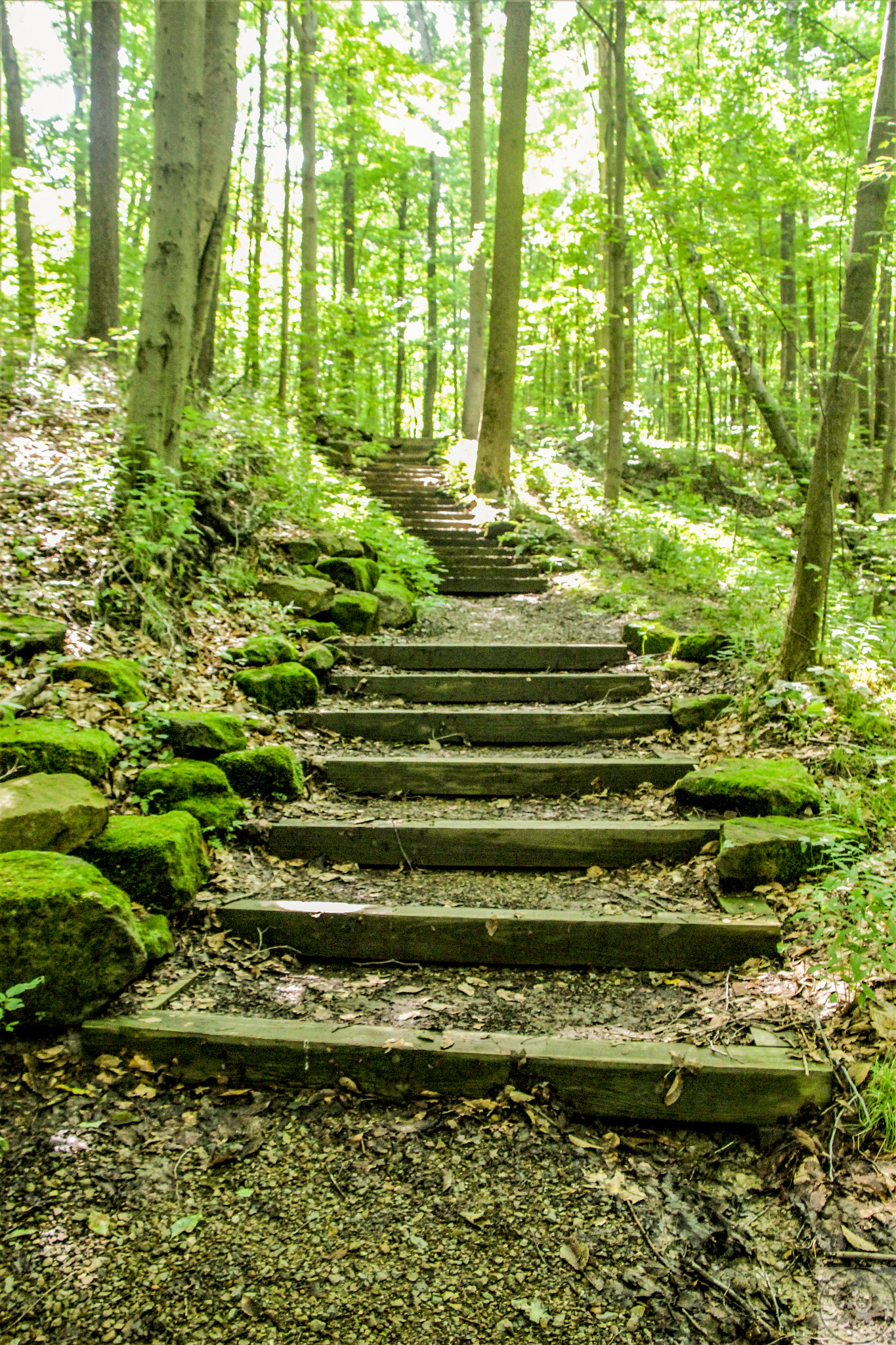 Canon EOS 600D (Rebel EOS T3i / EOS Kiss X5) sample photo. Forest path photography