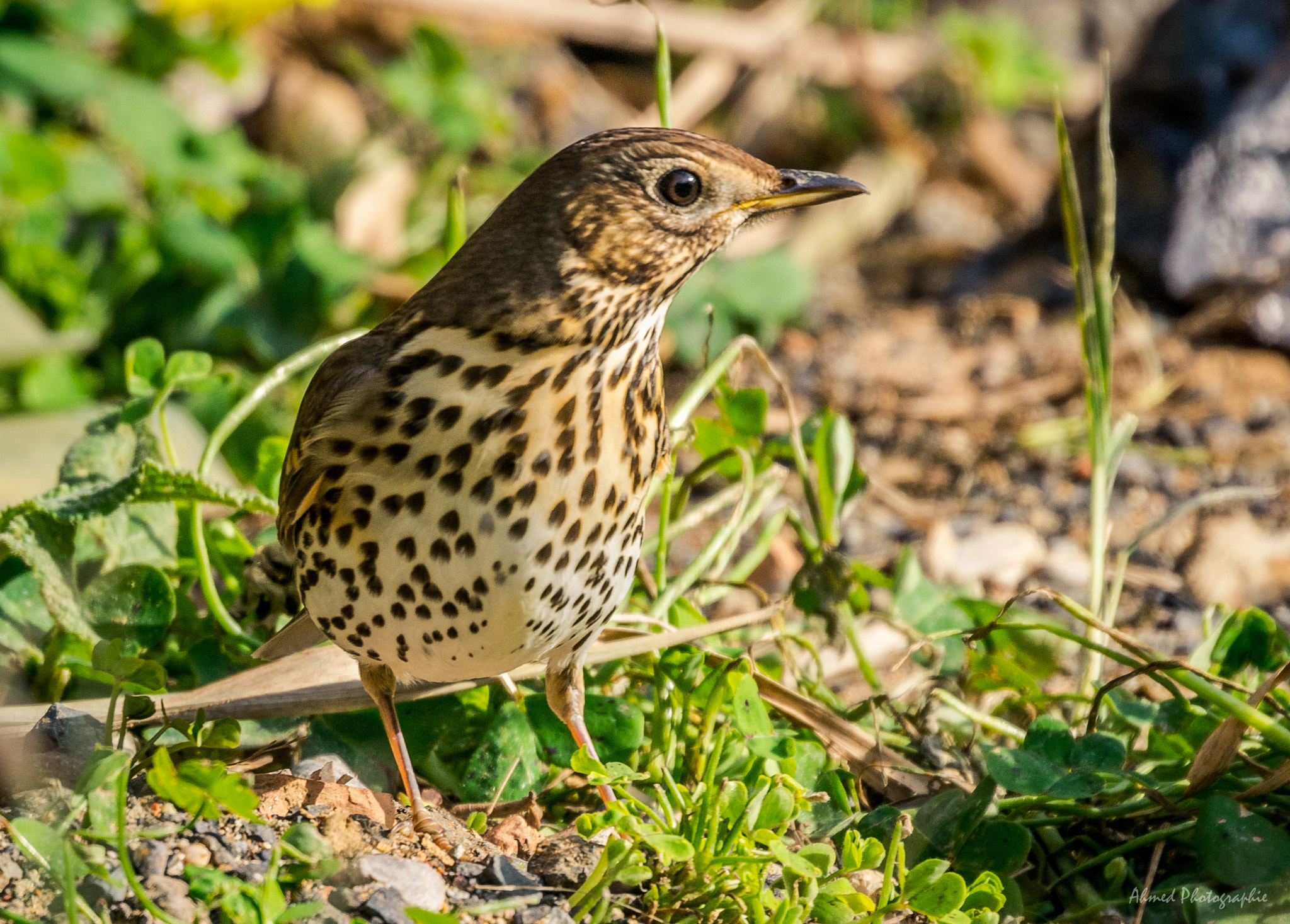Sigma 50-500mm F4.5-6.3 DG OS HSM sample photo. Grive musicienne photography