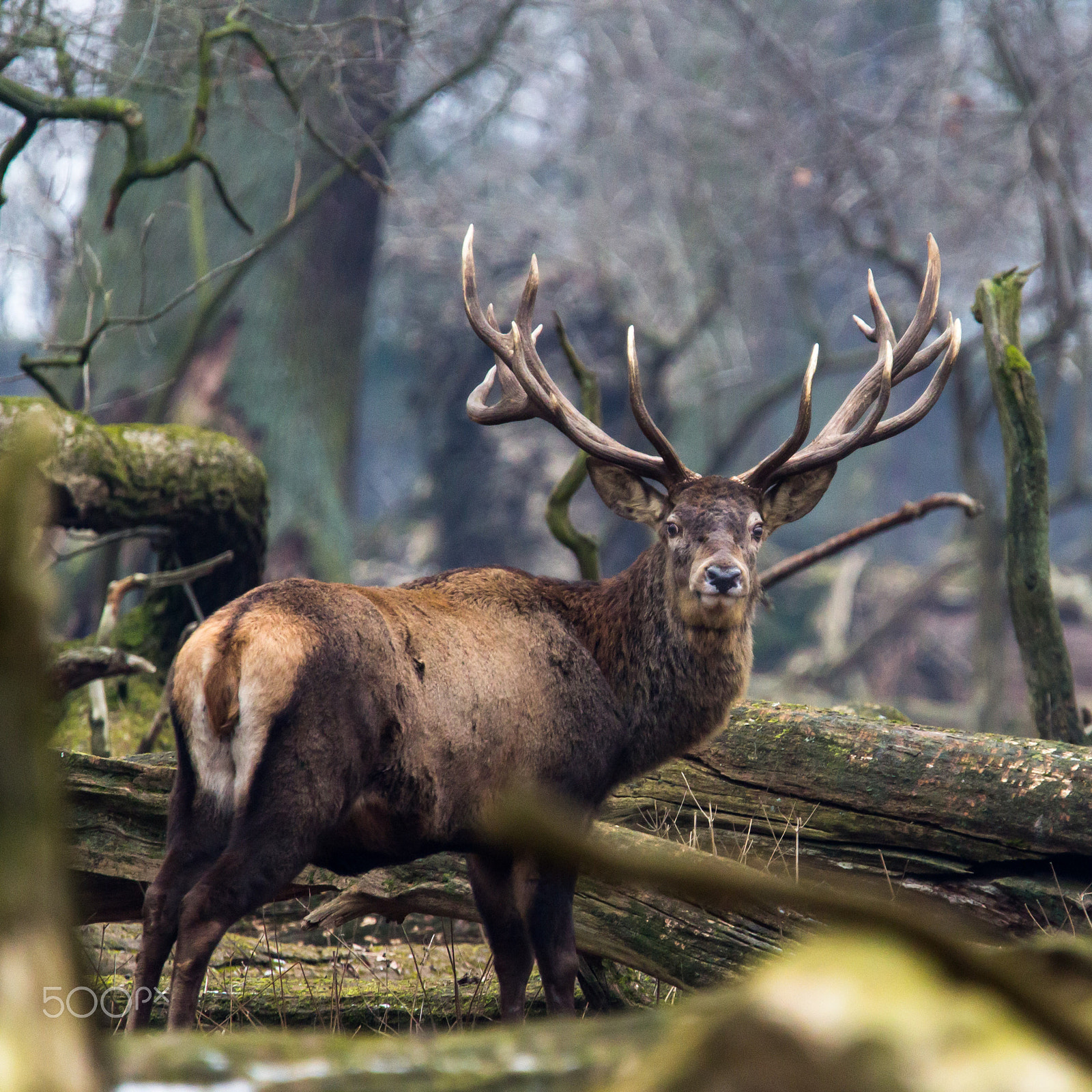 Canon EOS 60D + Tamron SP 150-600mm F5-6.3 Di VC USD sample photo. King of the forest photography