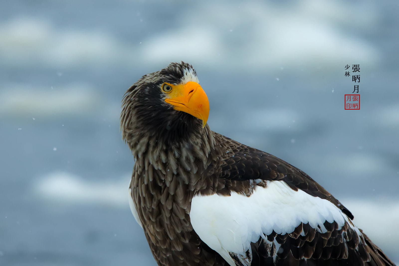 Canon EOS-1D X sample photo. Steller's sea eagle~~~ photography