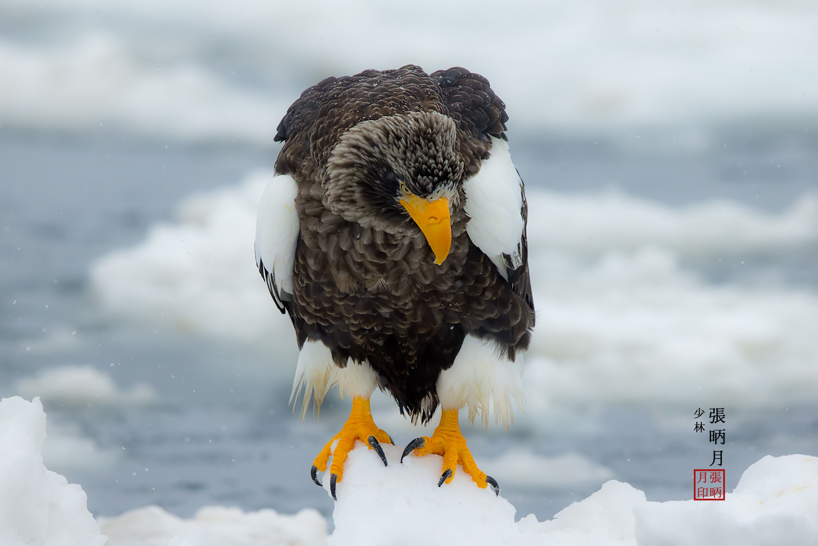 Canon EOS-1D X sample photo. Steller's sea eagle~~~ photography