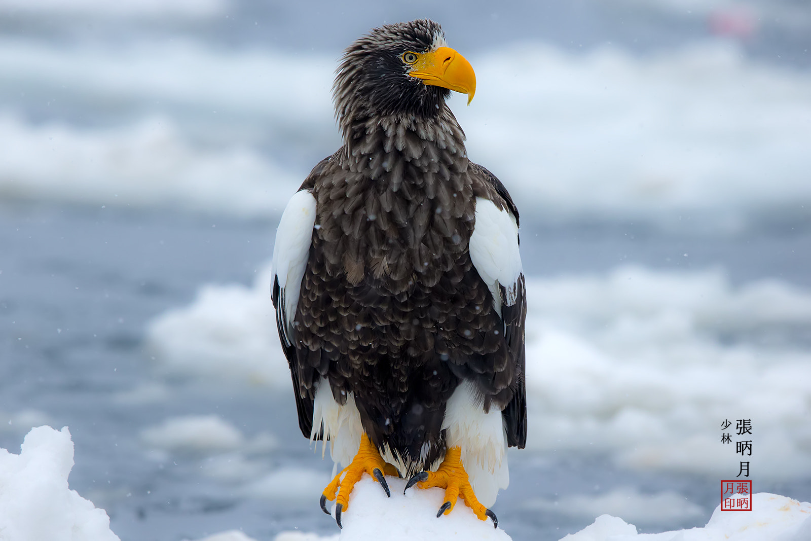 Canon EOS-1D X + Canon EF 600mm F4L IS II USM sample photo. Steller's sea eagle~~~ photography