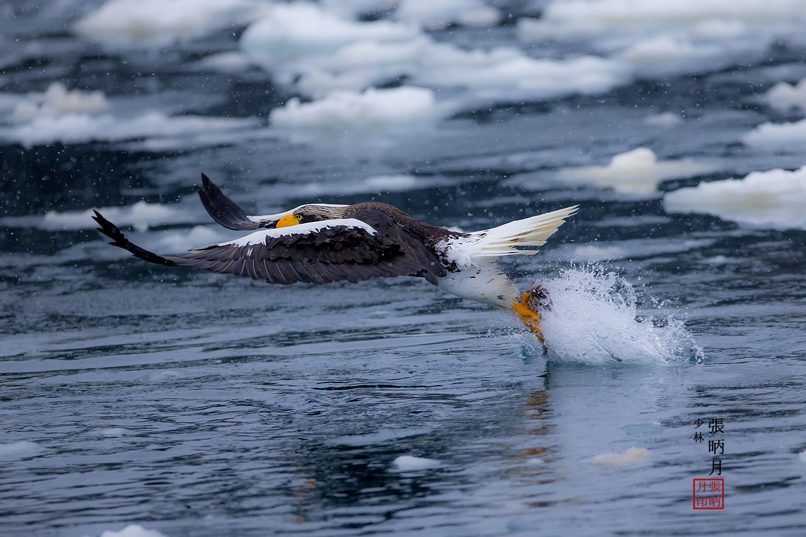Canon EF 300mm F2.8L IS USM sample photo. Steller's sea eagle~~~ photography