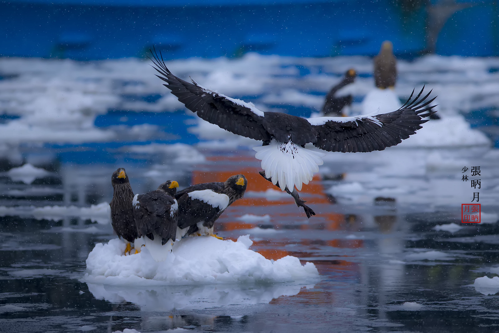 Canon EOS-1D X sample photo. Steller's sea eagle~~~ photography