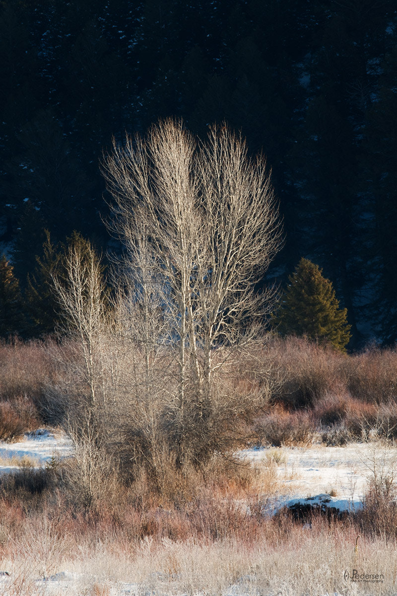 XF100-400mmF4.5-5.6 R LM OIS WR + 1.4x sample photo. Silver silhouette photography