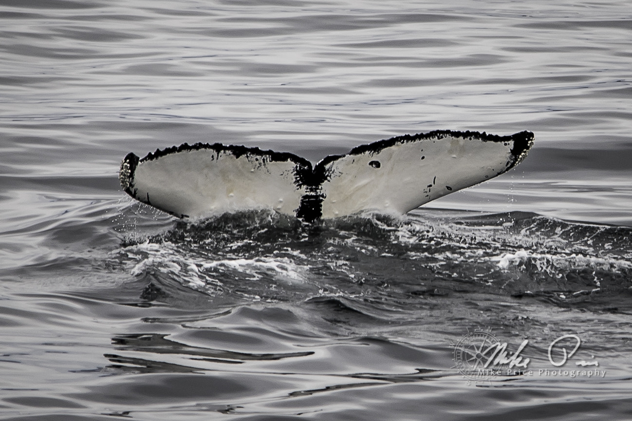 Sigma 150-500mm F5-6.3 DG OS HSM sample photo. Fluke photography