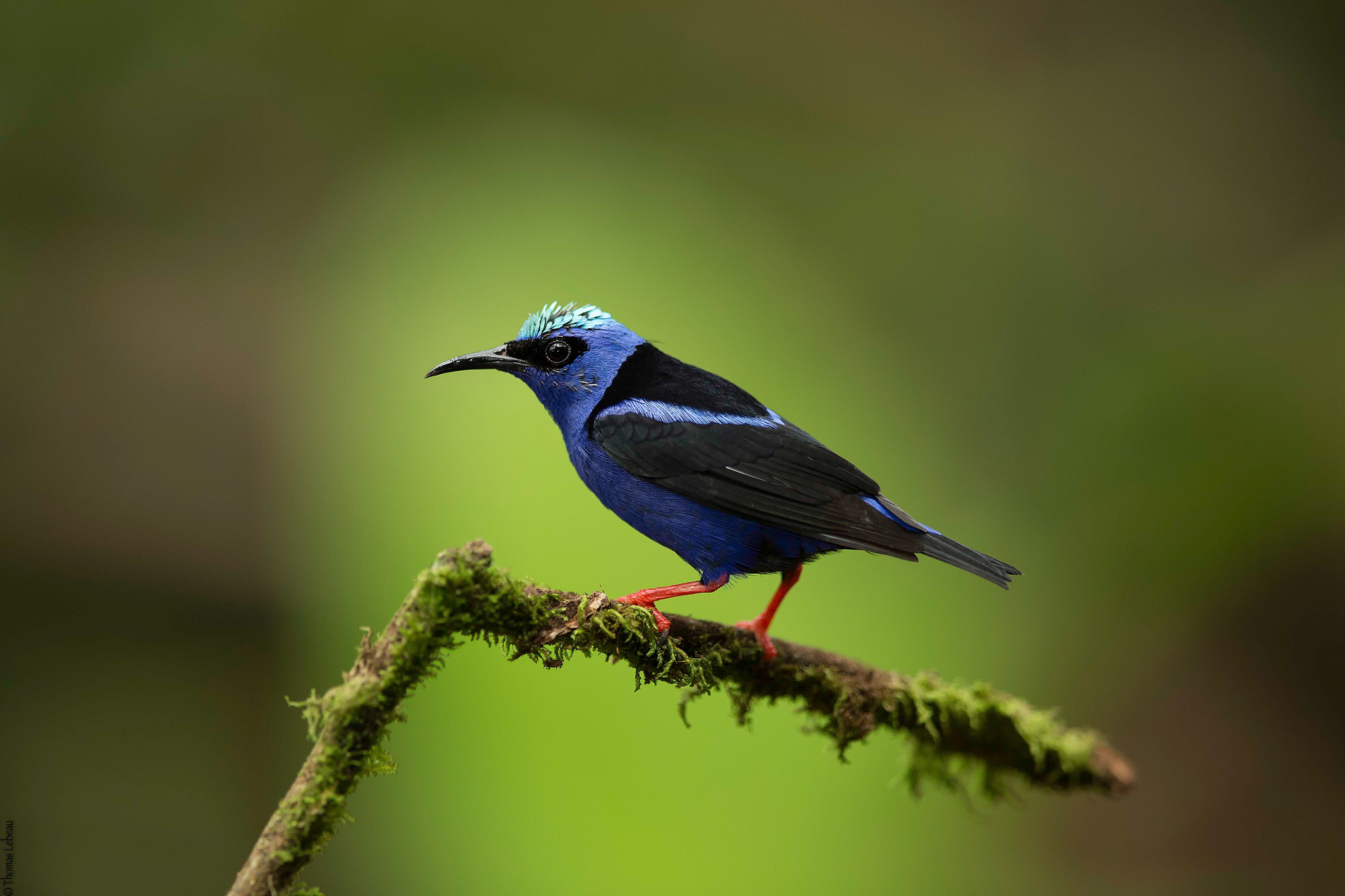 Canon EF 400mm F2.8L IS II USM sample photo. Red-legged honeycreeper photography
