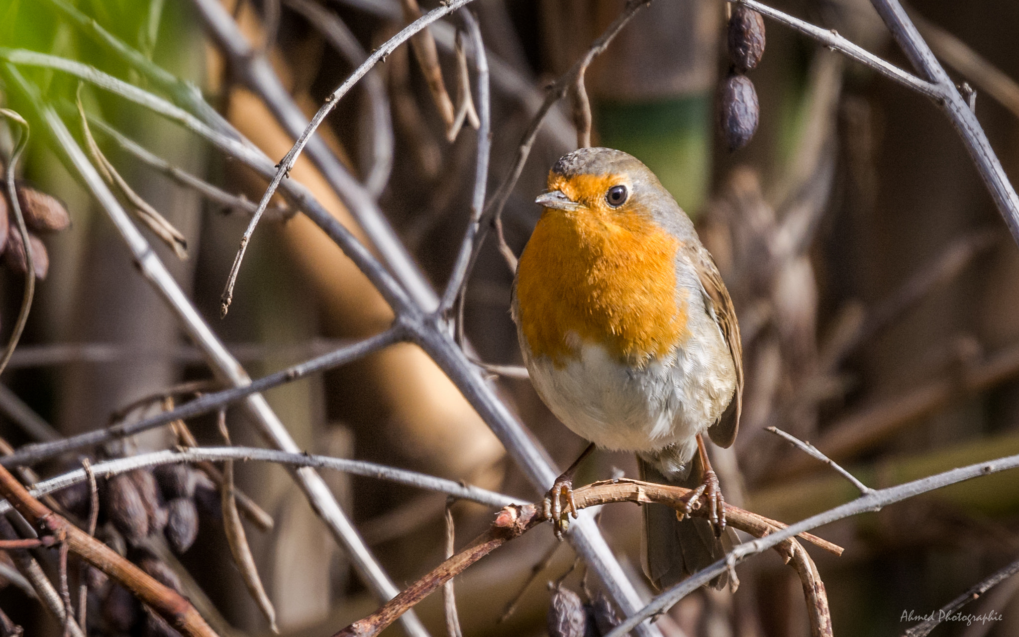 Nikon D7100 + Sigma 50-500mm F4.5-6.3 DG OS HSM sample photo. Rouge gorge photography