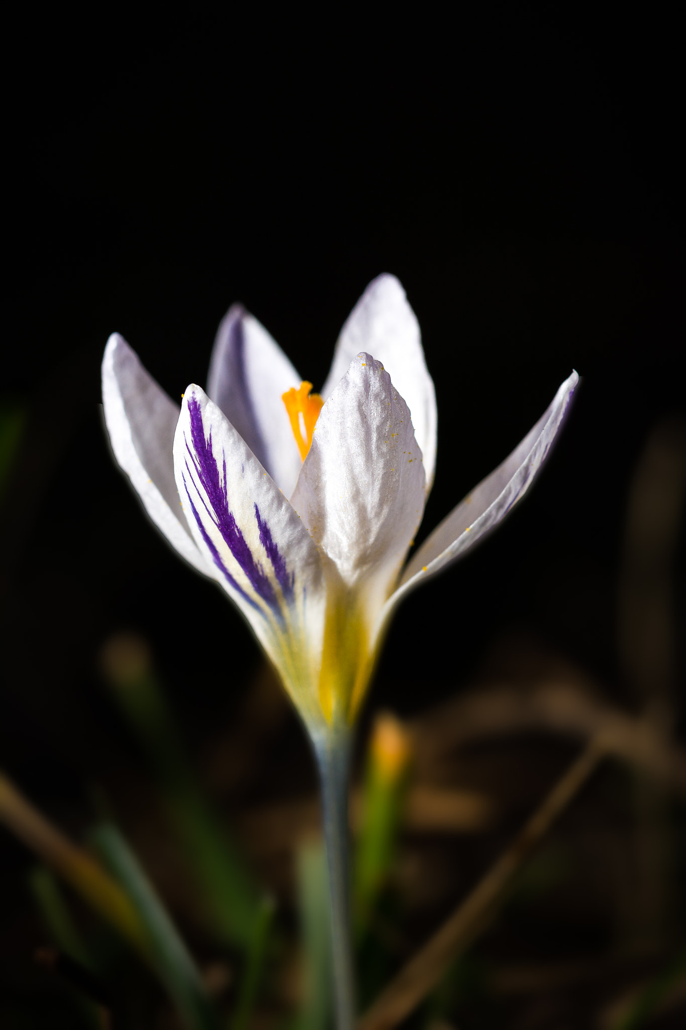 Sigma 105mm F2.8 EX DG OS HSM sample photo