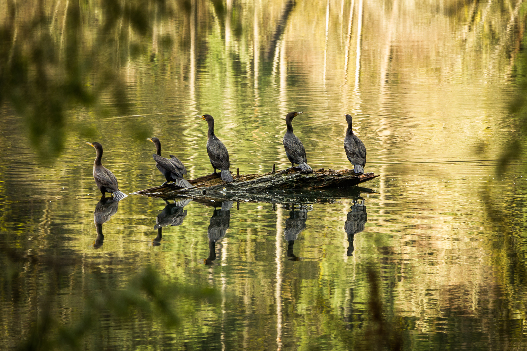 Canon EOS 550D (EOS Rebel T2i / EOS Kiss X4) sample photo. Lake birds photography