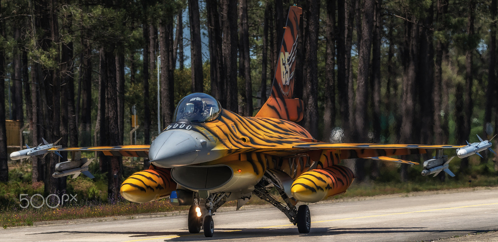 Sigma 150-600mm F5-6.3 DG OS HSM | C sample photo. Belgian tiger photography