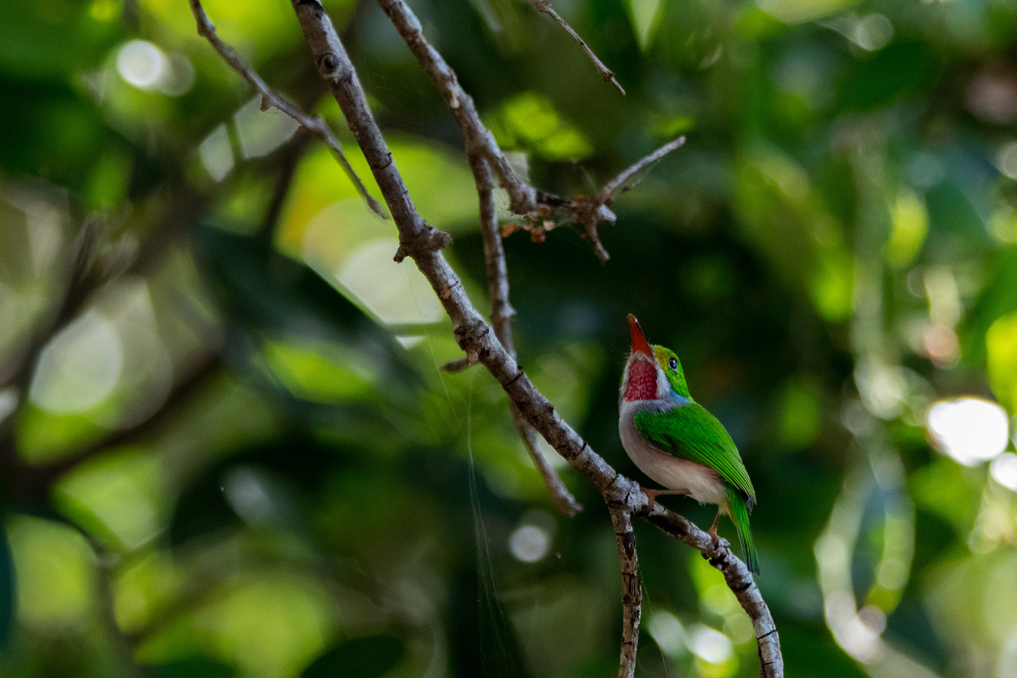 Canon EF 70-200mm F2.8L IS II USM sample photo. Cuba b photography