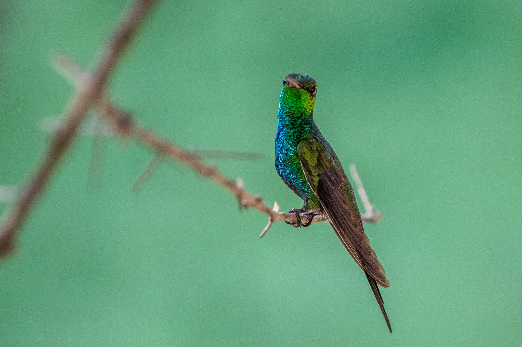 Canon EF 70-200mm F2.8L IS II USM sample photo. Cuba b photography