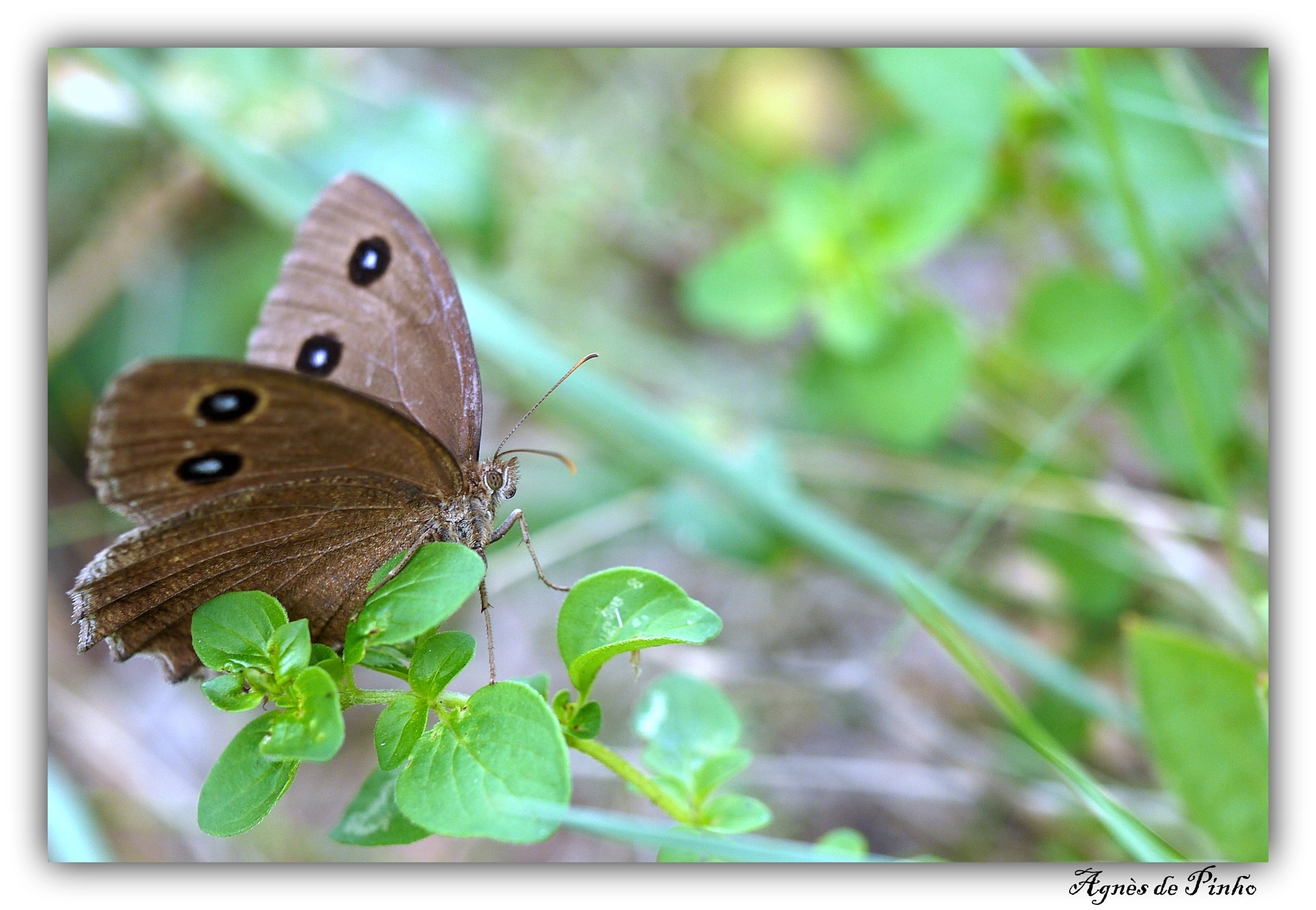 Panasonic Lumix DMC-GF5 sample photo. Minois dryas grand nègre des bois photography