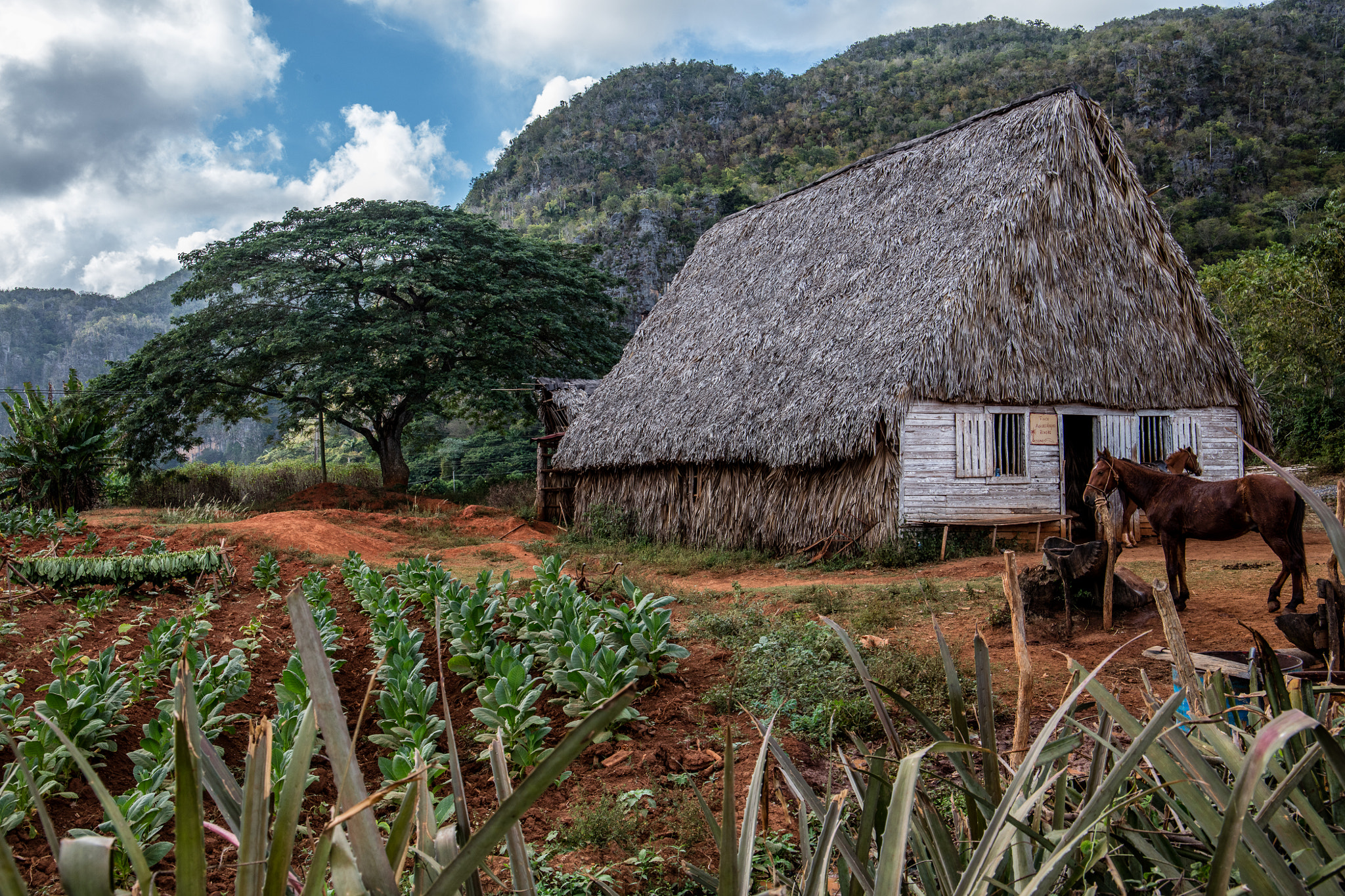 Canon EOS 5DS sample photo. Cuba b photography