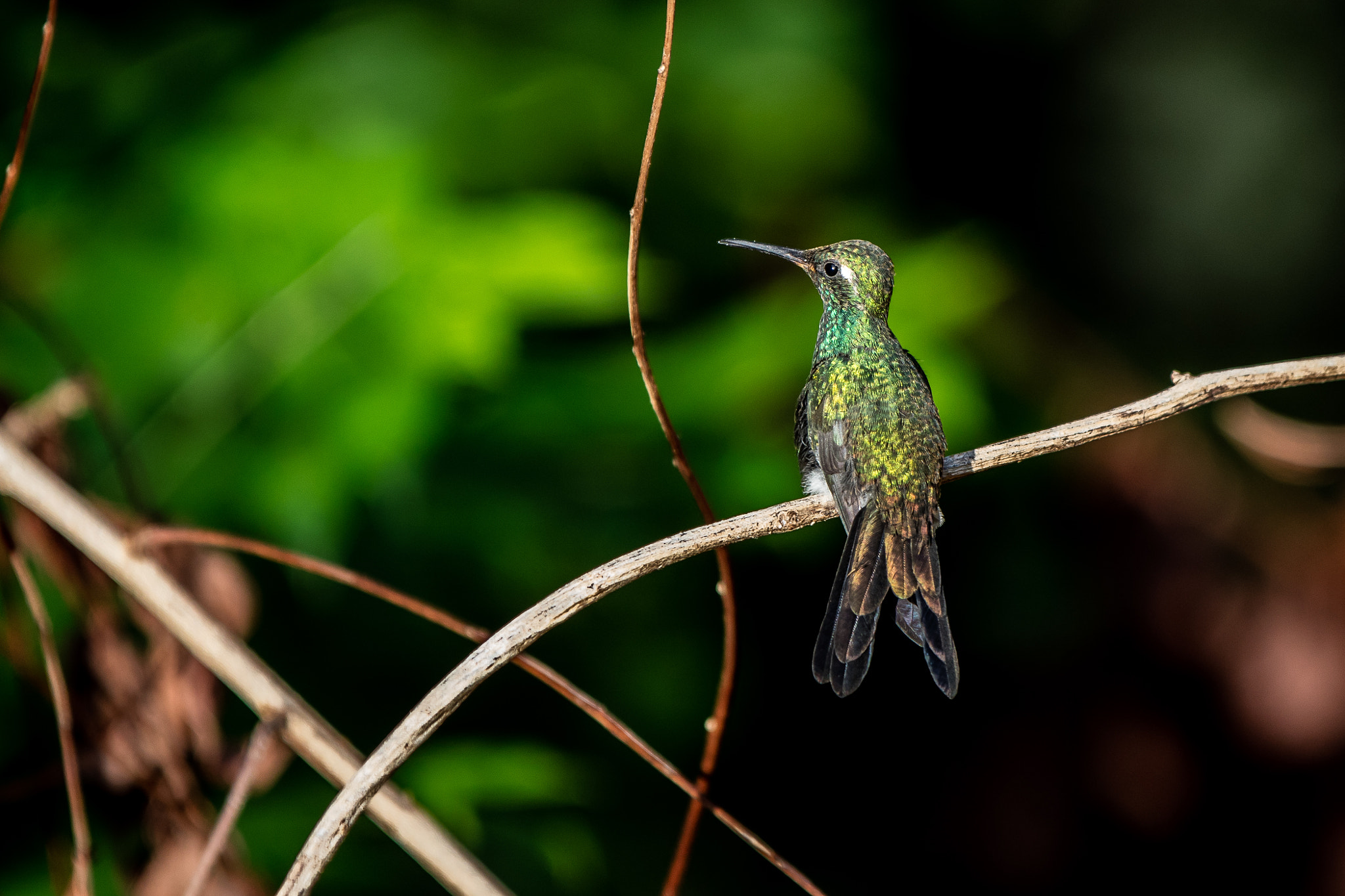 Canon EF 70-200mm F2.8L IS II USM sample photo. Cuba b photography