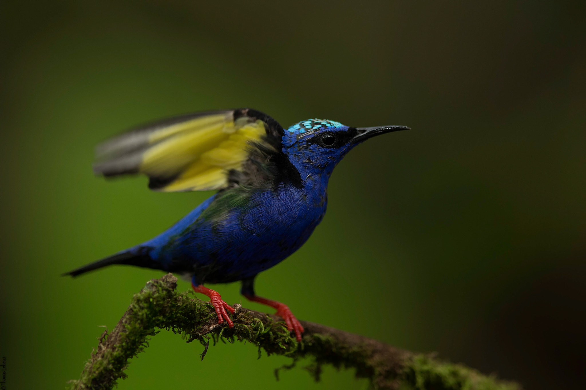 Canon EF 400mm F2.8L IS II USM sample photo. Red-legged honeycreeper photography