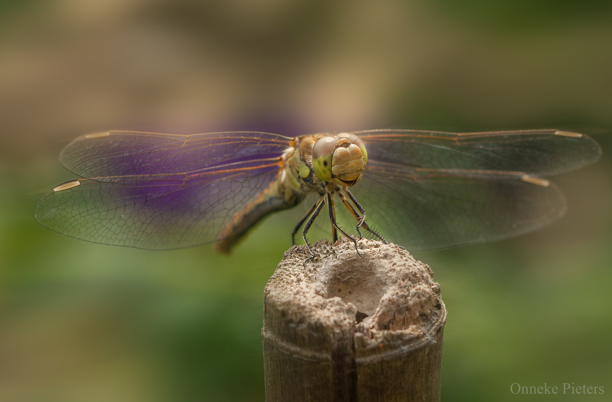 Canon EF 100mm F2.8 Macro USM sample photo. One day i fly away ..... photography
