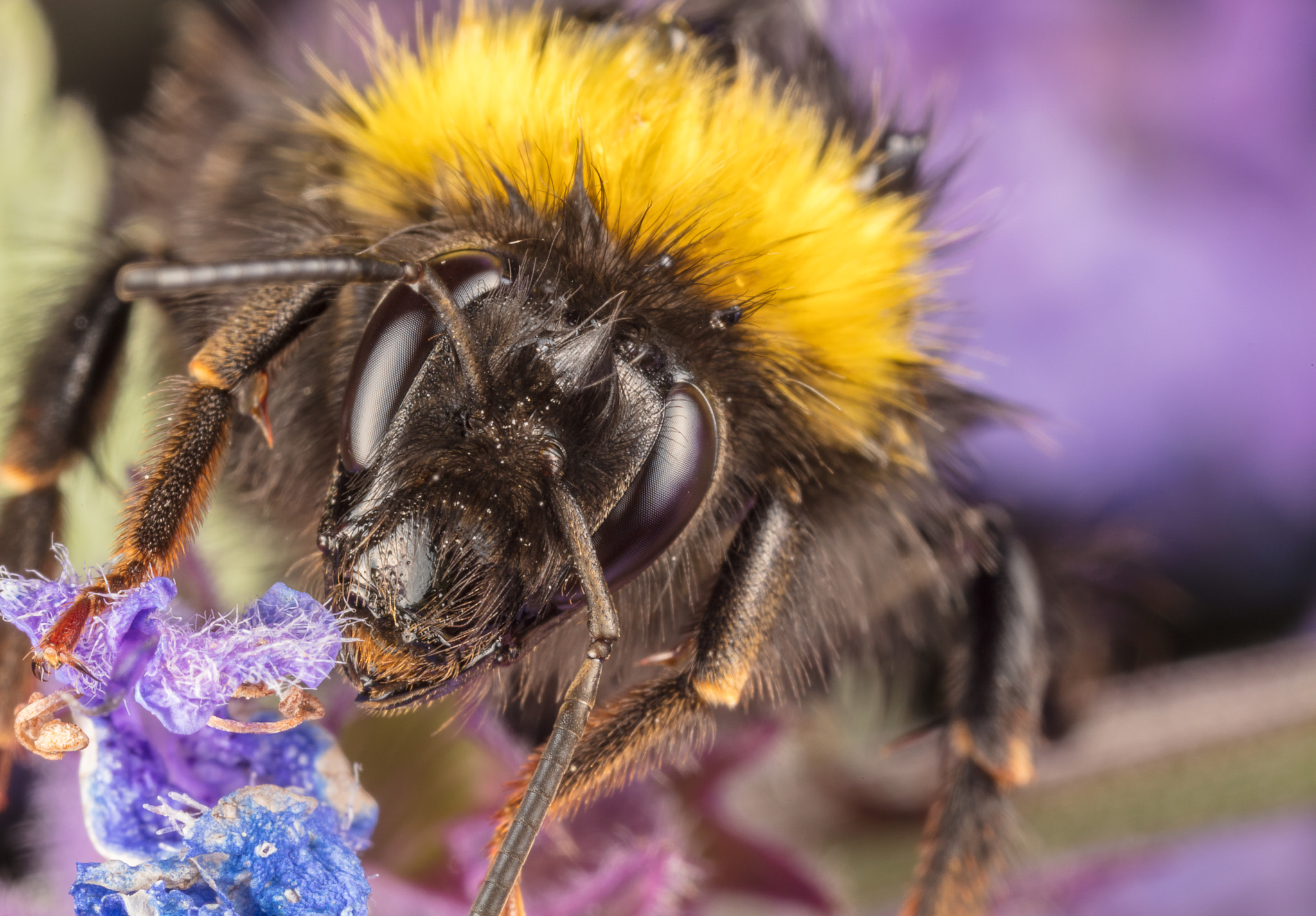 Canon EOS 5DS + Canon MP-E 65mm F2.5 1-5x Macro Photo sample photo. Macro photography