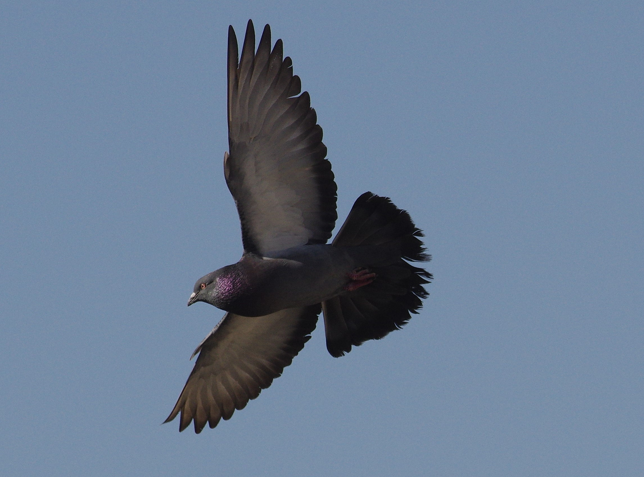 Pentax K-3 + smc PENTAX-F* 300mm F4.5 ED[IF] sample photo