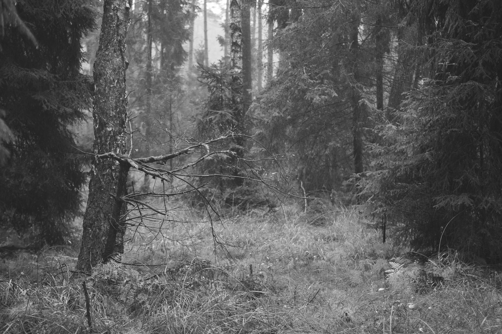 AF Zoom-Nikkor 35-105mm f/3.5-4.5 sample photo. Forest b&w photography