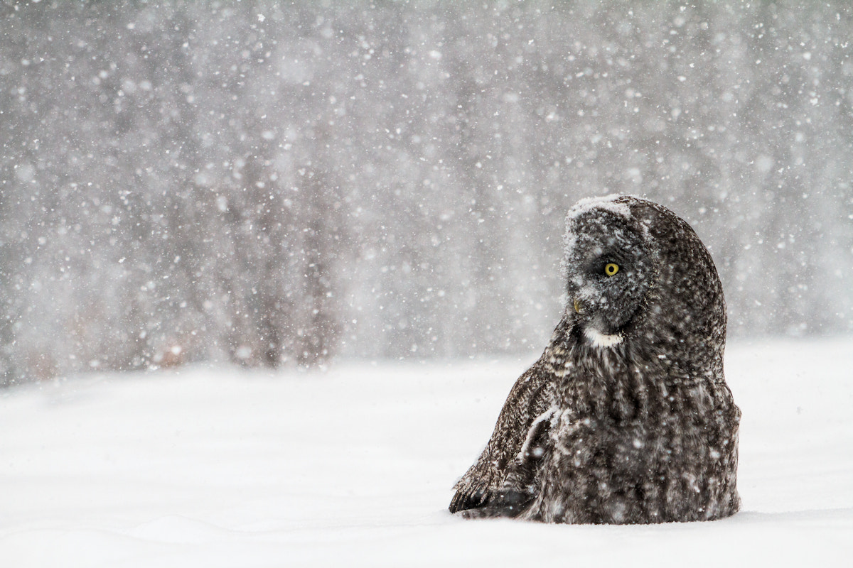Canon EOS 7D + Canon EF 70-300 F4-5.6 IS II USM sample photo. Portrait in a snowstorm photography