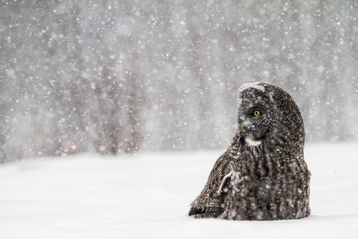 Canon EOS 7D sample photo. Portrait in a snowstorm photography