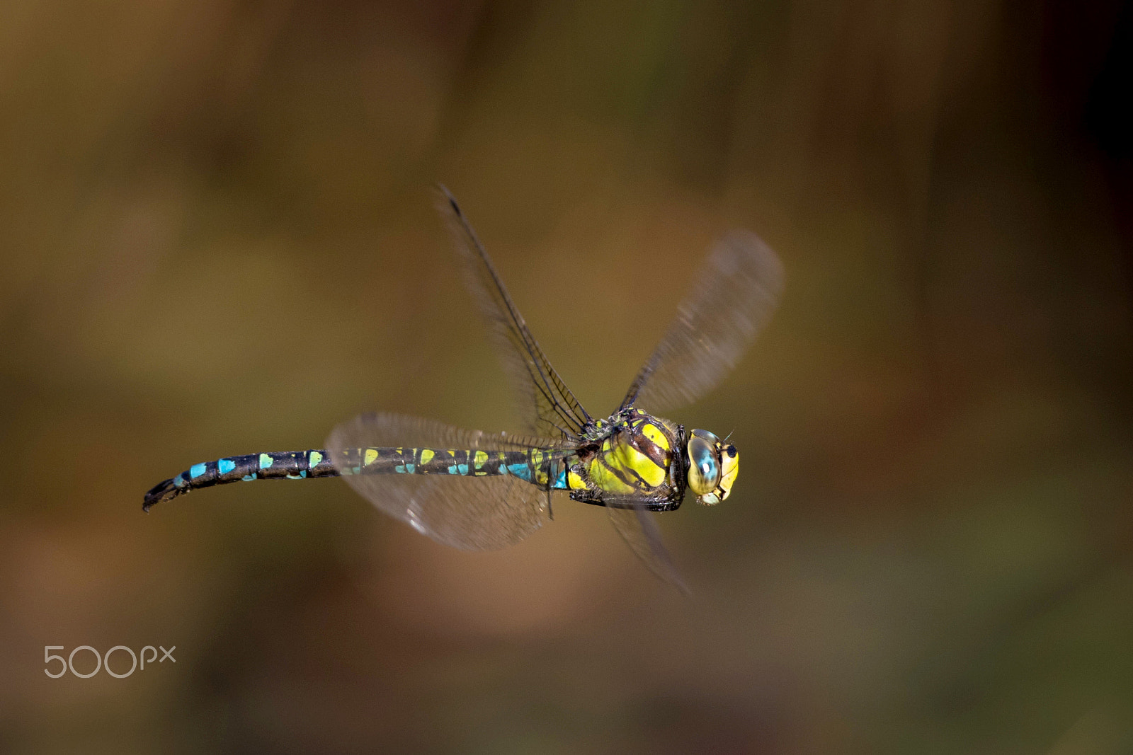 Canon EOS 7D Mark II + Canon EF 300mm F2.8L IS USM sample photo. Guldsmed, flyvende blå mosaik photography