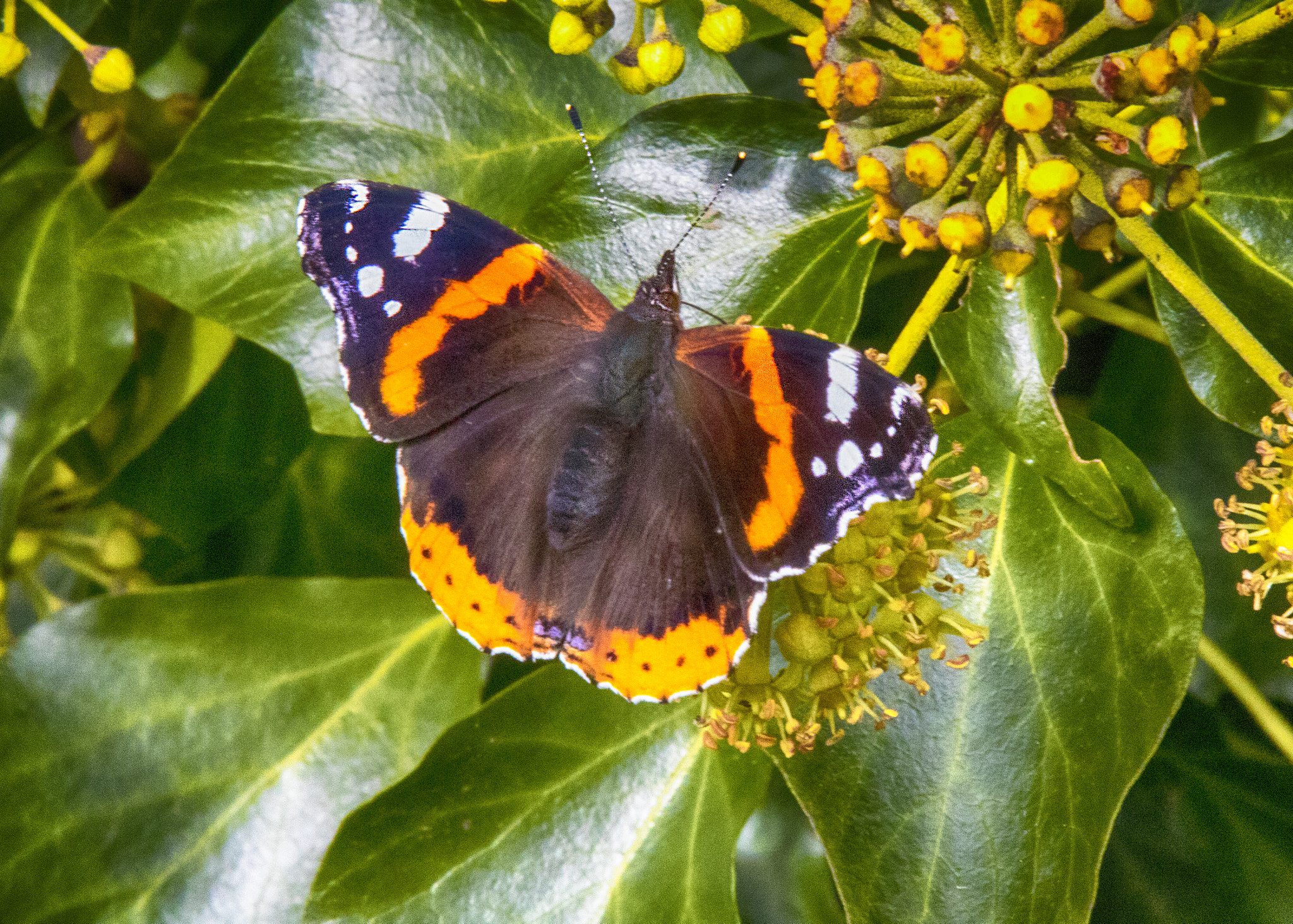 Sigma 50-500mm f/4-6.3 APO HSM EX sample photo. Butterfly photography