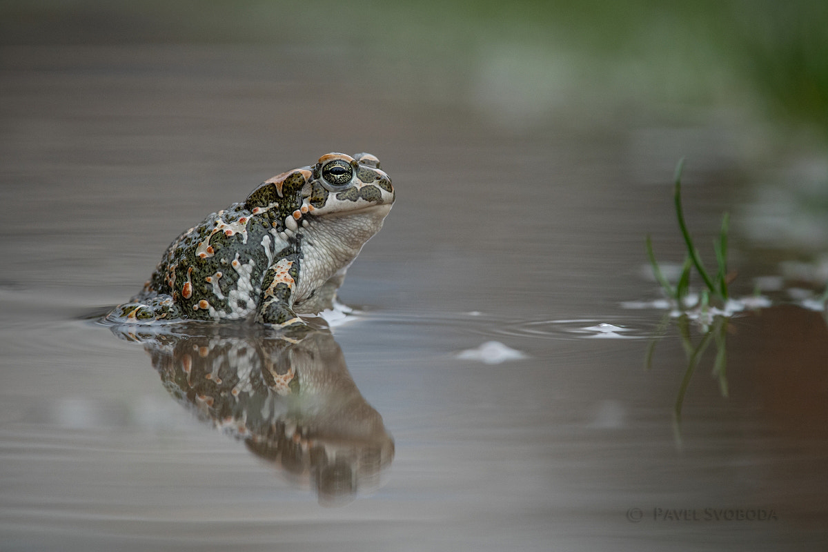 Nikon Nikkor AF-S 300mm F4E PF ED VR sample photo. European green toad photography