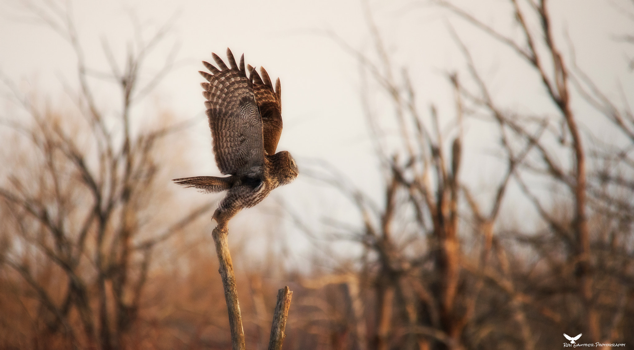 Sigma 150-500mm F5-6.3 DG OS HSM sample photo. I am free !! photography