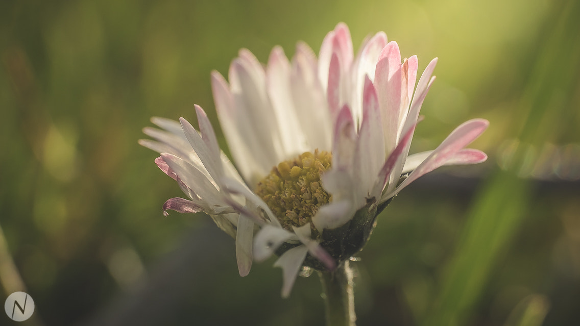 Fujifilm X-T1 + ZEISS Touit 50mm F2.8 sample photo. Flower photography