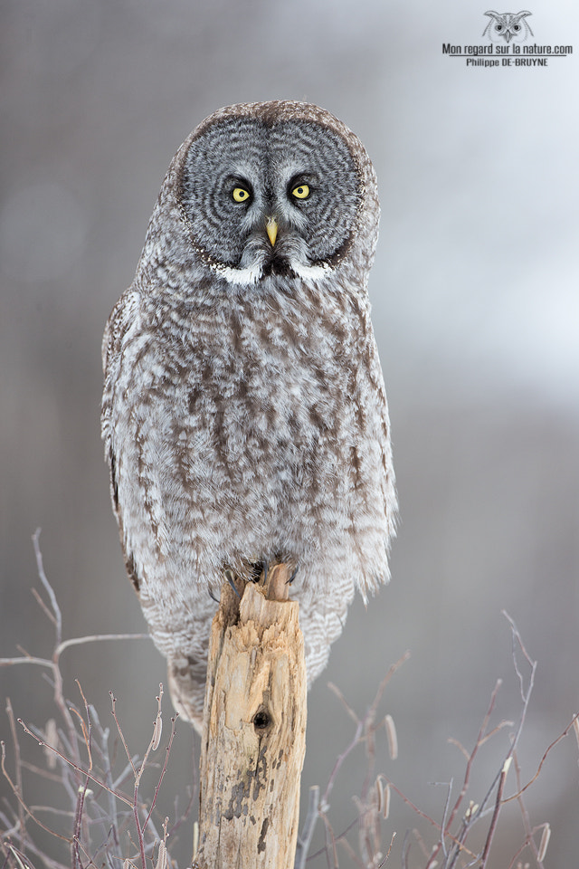 Canon EOS-1D X + Canon EF 500mm F4L IS USM sample photo. Owl dream !! photography