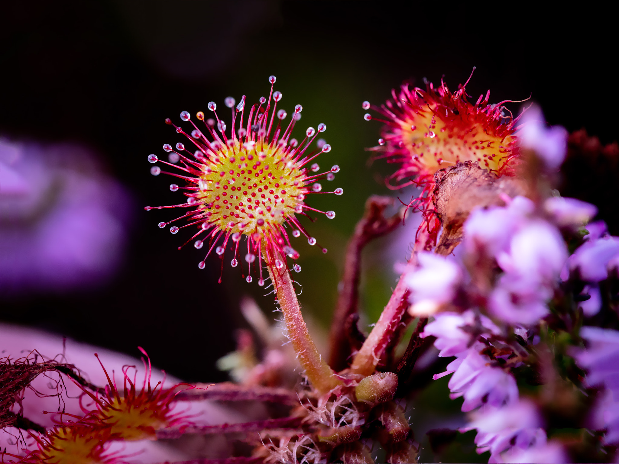 Canon EF 180mm F3.5L Macro USM sample photo. Soldug o x photography