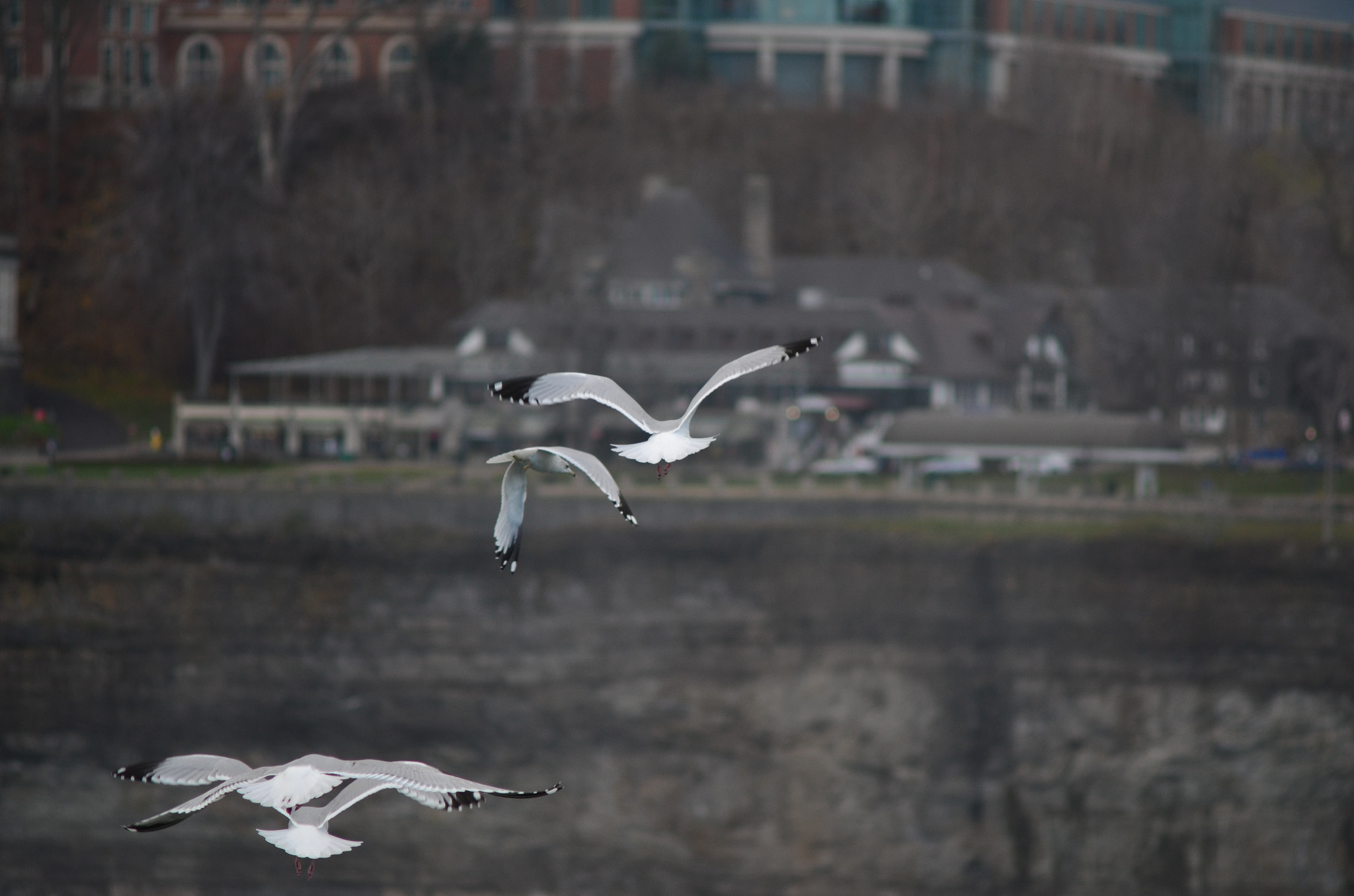 AF Zoom-Nikkor 70-210mm f/4 sample photo. Larus photography