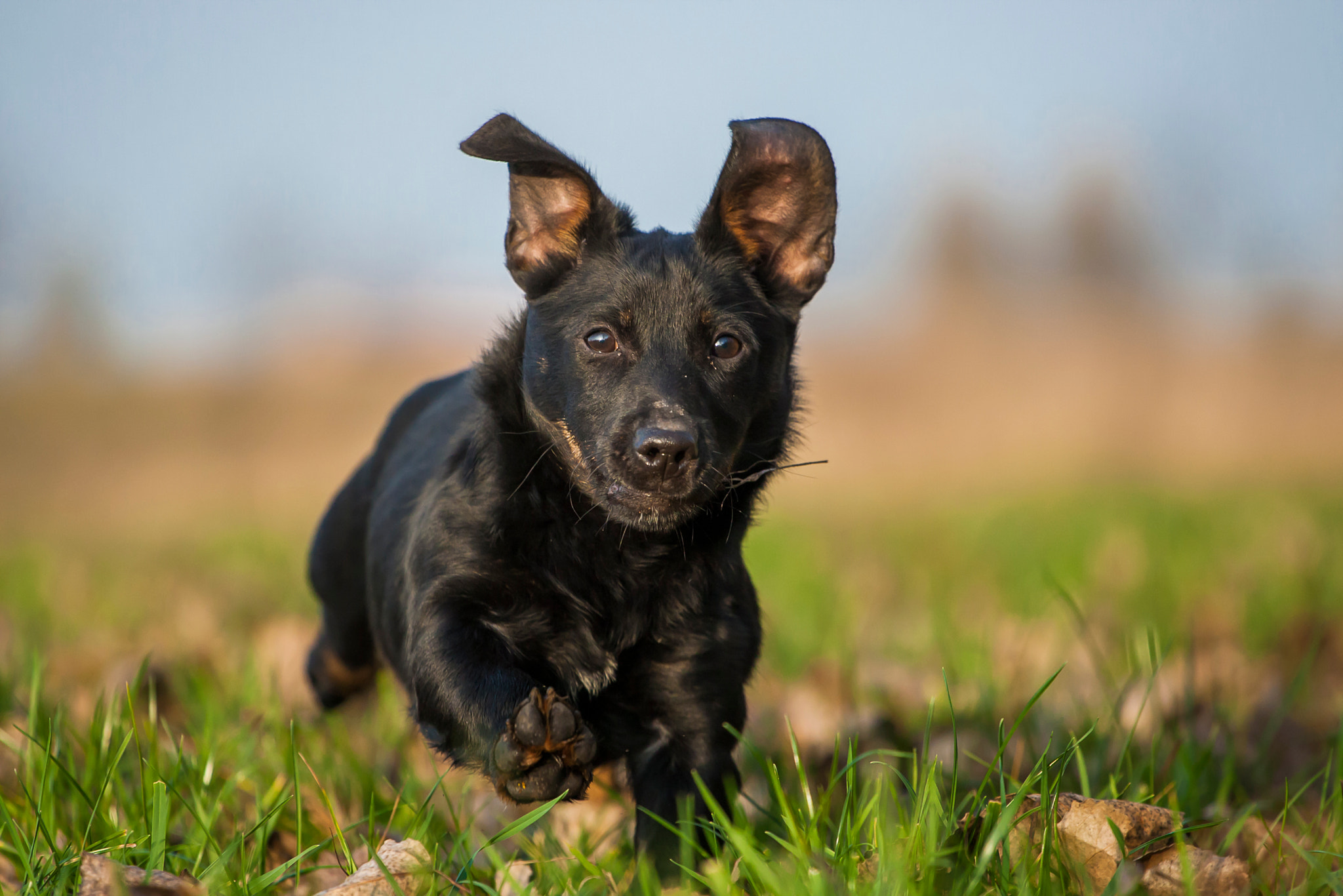 Canon EOS-1D Mark III sample photo. Rambo photography
