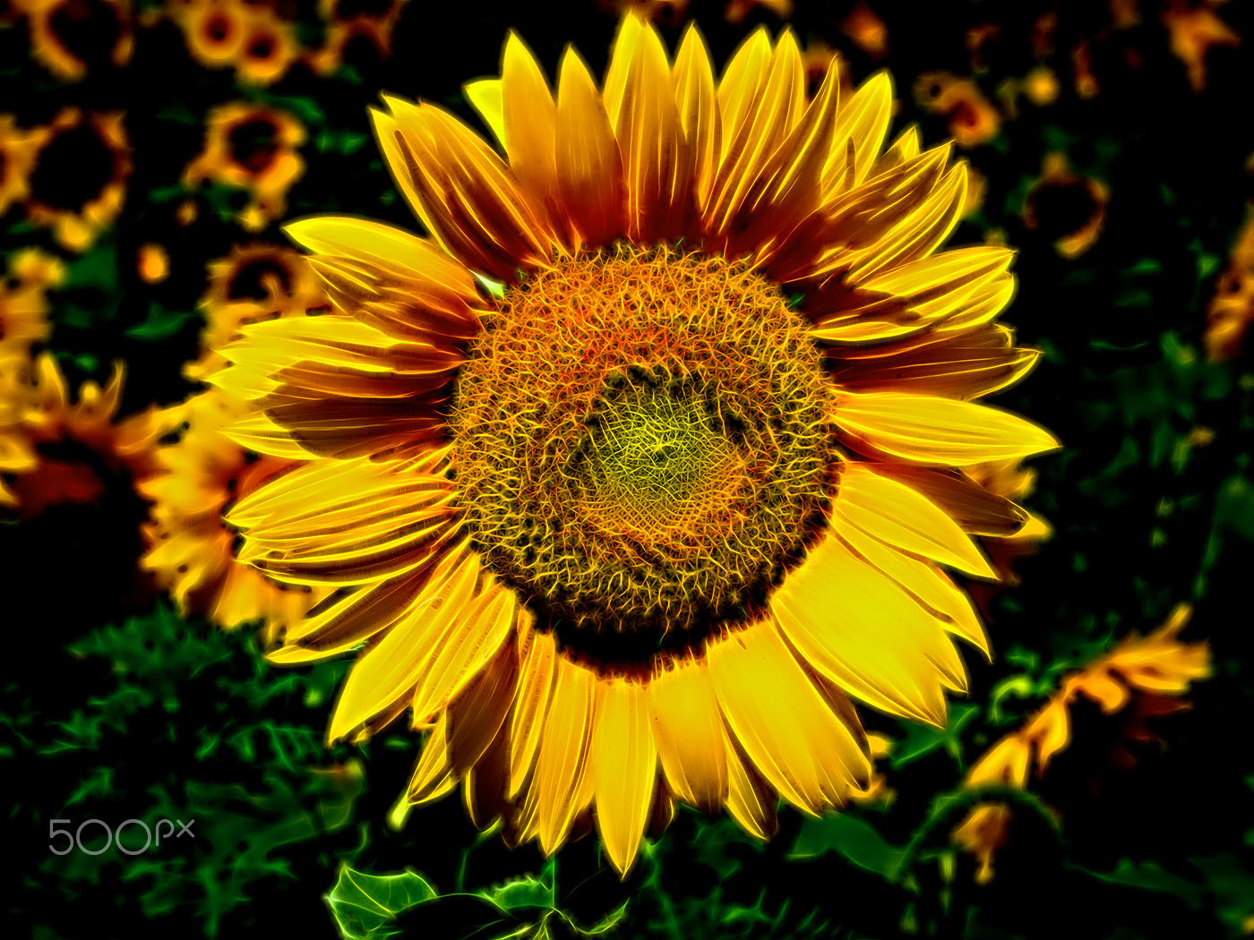Olympus E-5 + OLYMPUS 50mm Lens sample photo. Feel the heat photography