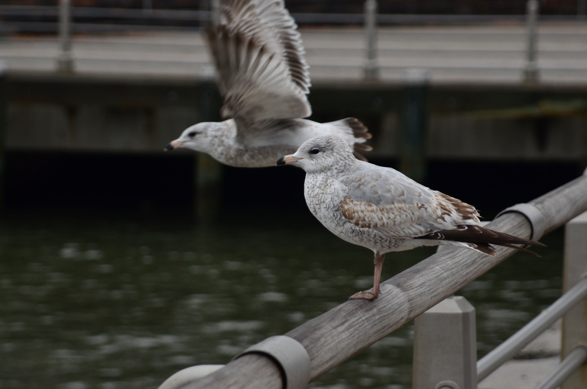 AF Zoom-Nikkor 24-120mm f/3.5-5.6D IF sample photo. Larus smithsonianus photography