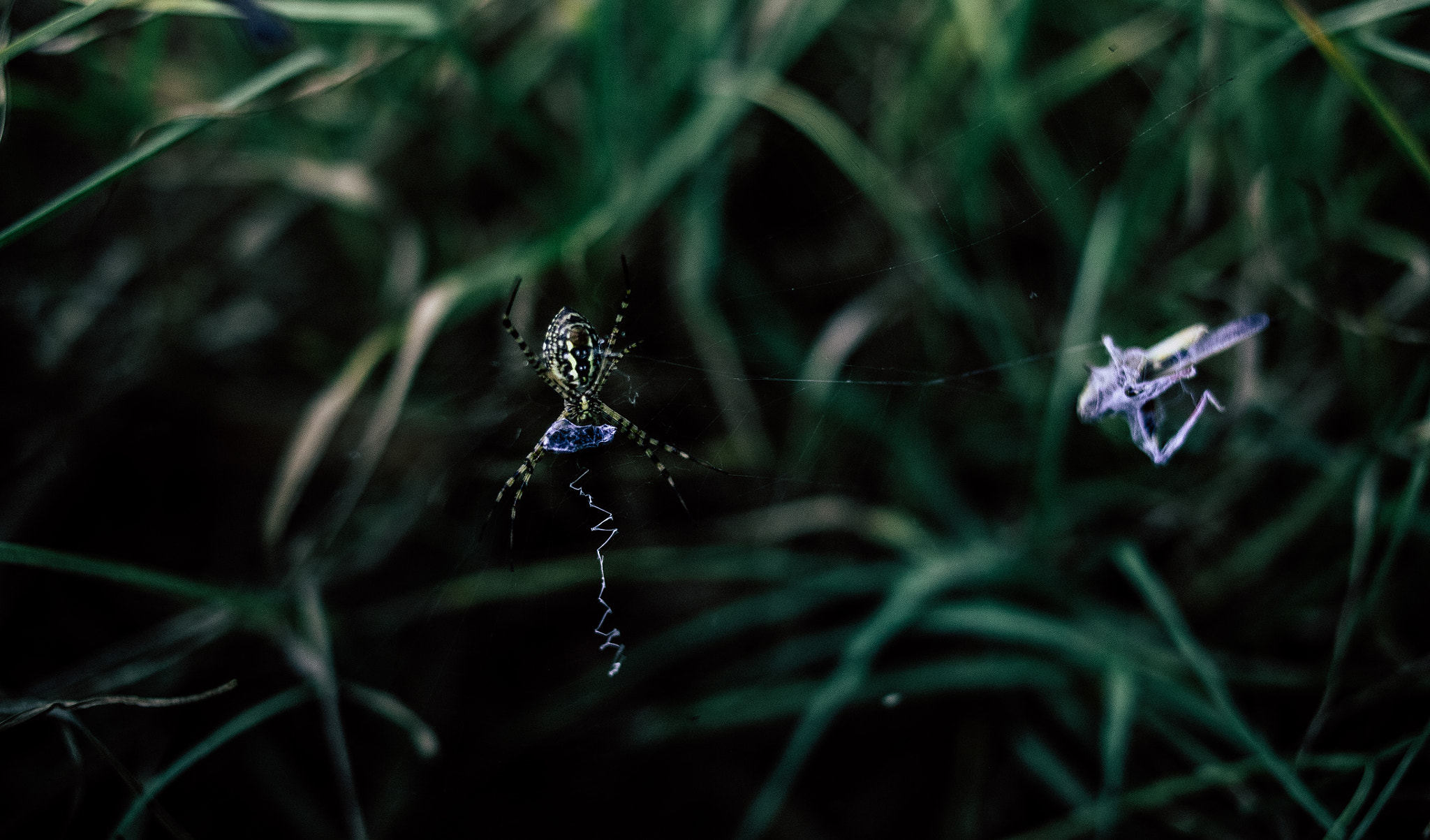 Canon EOS 5D + Canon EF 35mm F2 sample photo. The spider and her food photography