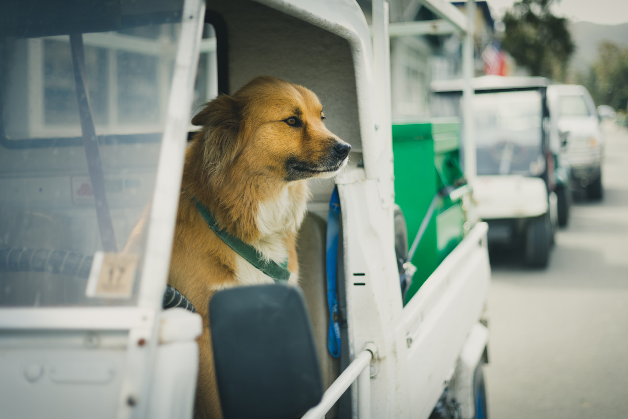 Sony a7 sample photo. Island dog photography